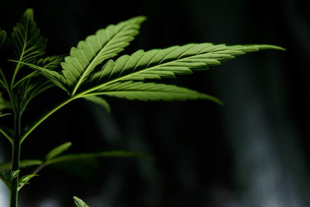 medicinsk cannabis i københavn